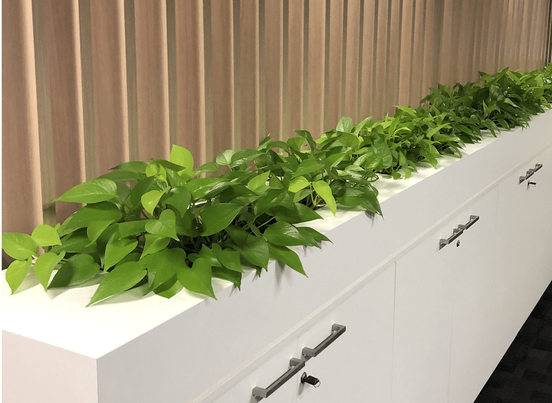 5 Benefits Of Plants In Office